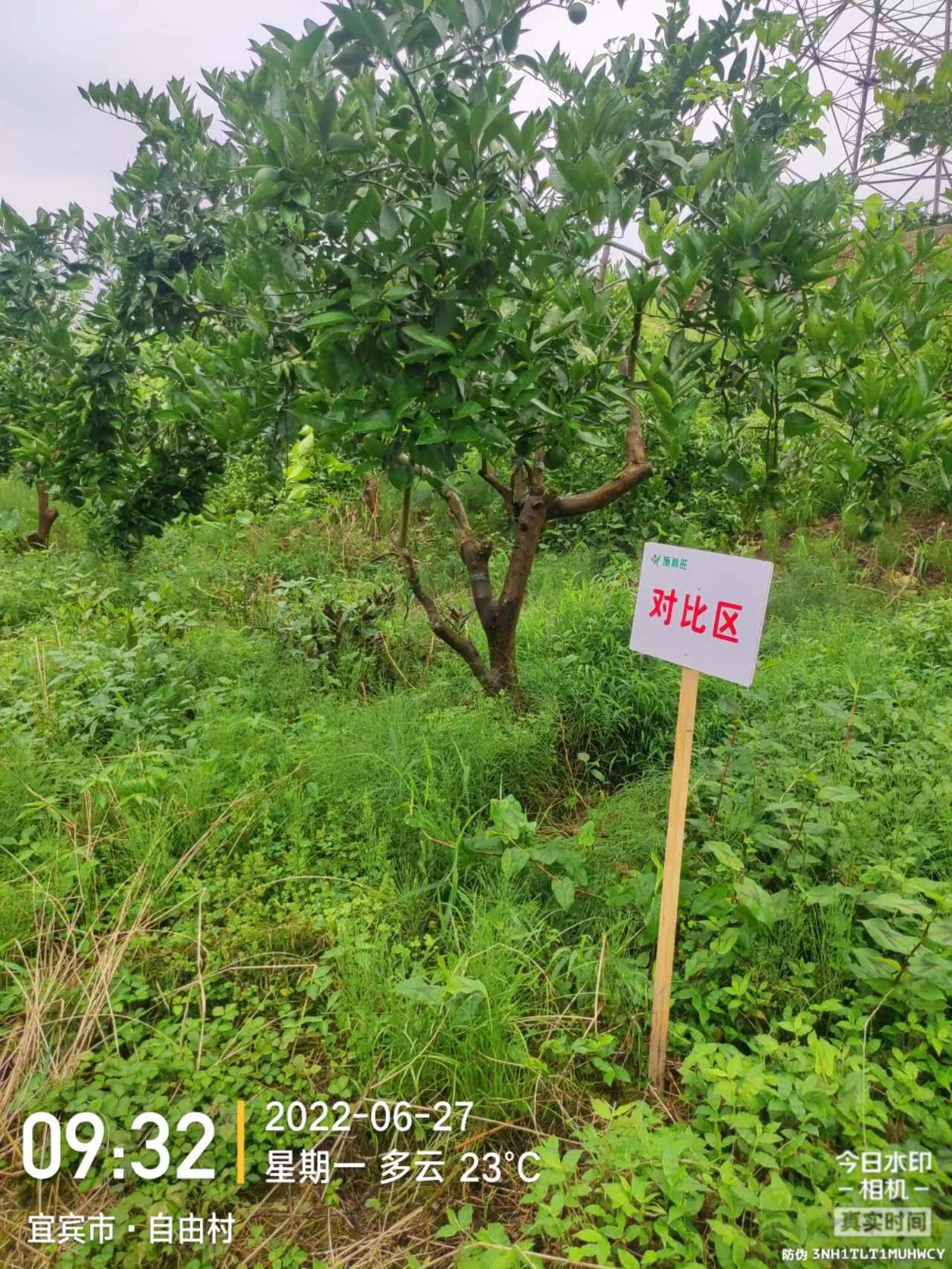 1659670762983447.jpg 1659670762983447.jpg