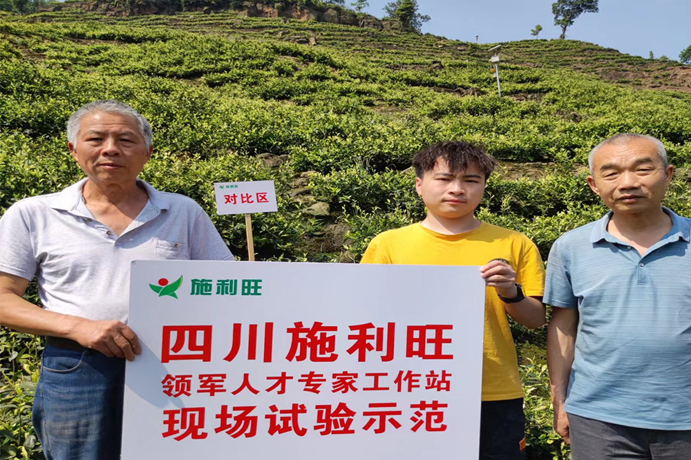 宜宾市叙州区天宫山茶叶